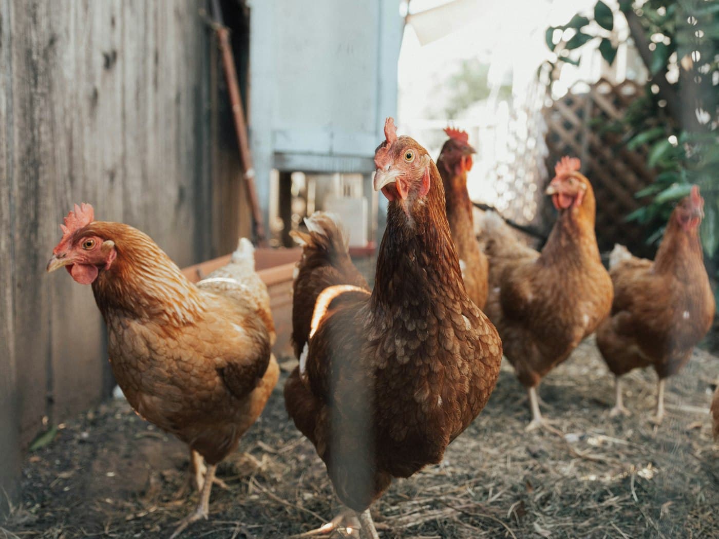 Poules élevées en plein air dans la cour de la ferme